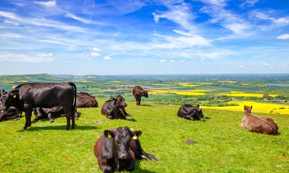 Head of cows relaxing in a field.